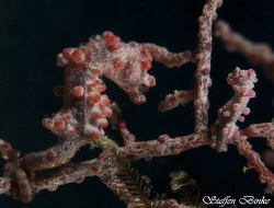 Father (or mother) Pygme and son (or daughter), Shot in t... by Steffen Binke 